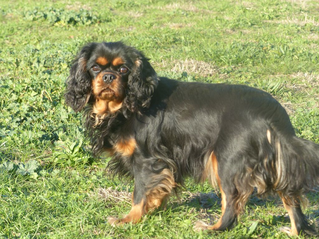Peps cavalier d'albion